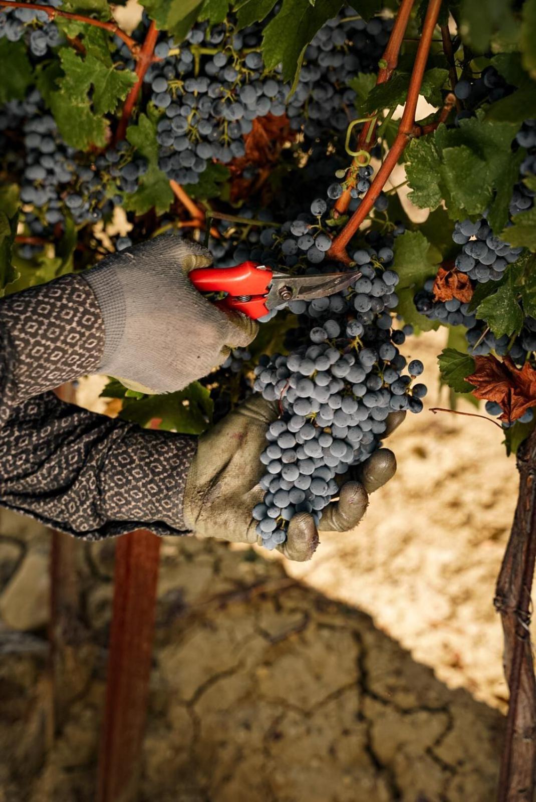 Wine Residence Cattunar Бртонигла Экстерьер фото